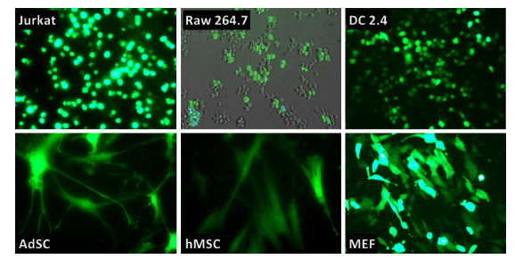 Oz Biosciences Gfp Mrna For Sale Gaia Science Singapore